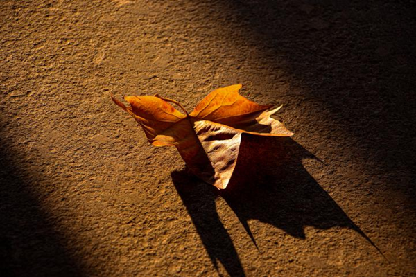 美育|保定理工学院|管理学院|“拾秋入镜 定格斑斓”秋季摄影大赛结果公示