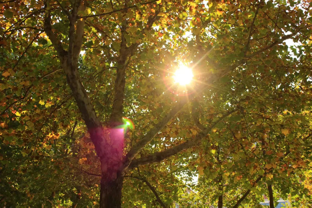 【教育学院·校园小记】秋日回顾：保理的秋与朝暮