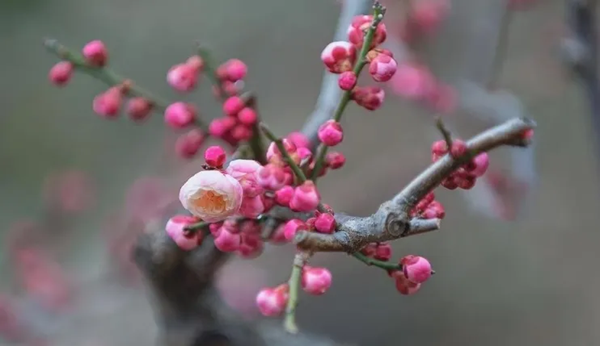 传统节日|保定理工学院|管理学院|二十四节气之小寒